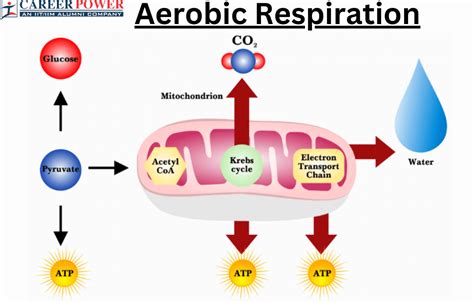 aerobic respiration occurs in the